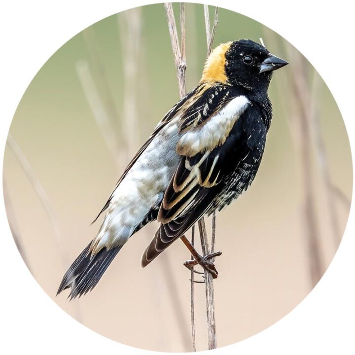 portrait of a black, white, and yellow songbird, formatted in a circle