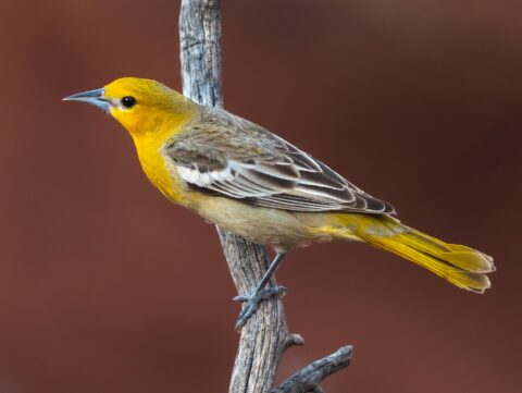 a yellowish orange songbird perches on a dead branch