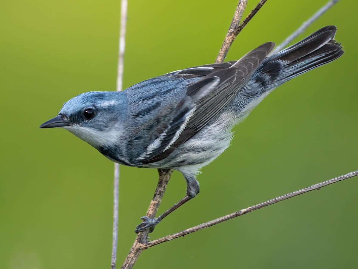 a small blue bird perches against a green background