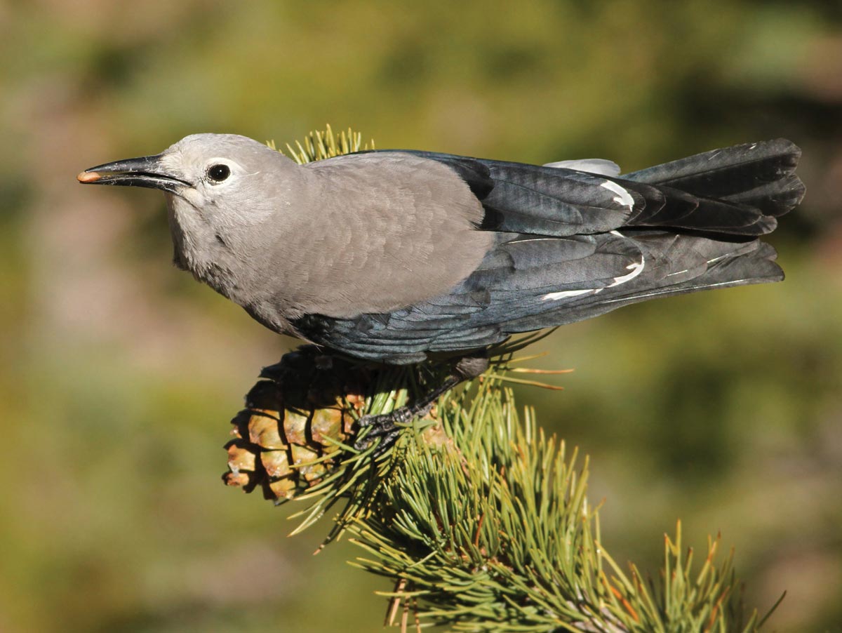 a gray and black bird holds a large pine seed in its beak and perches on a pine cone