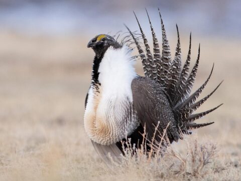 a large grouse displays by fanning its tail in a starburst and puffing its chest
