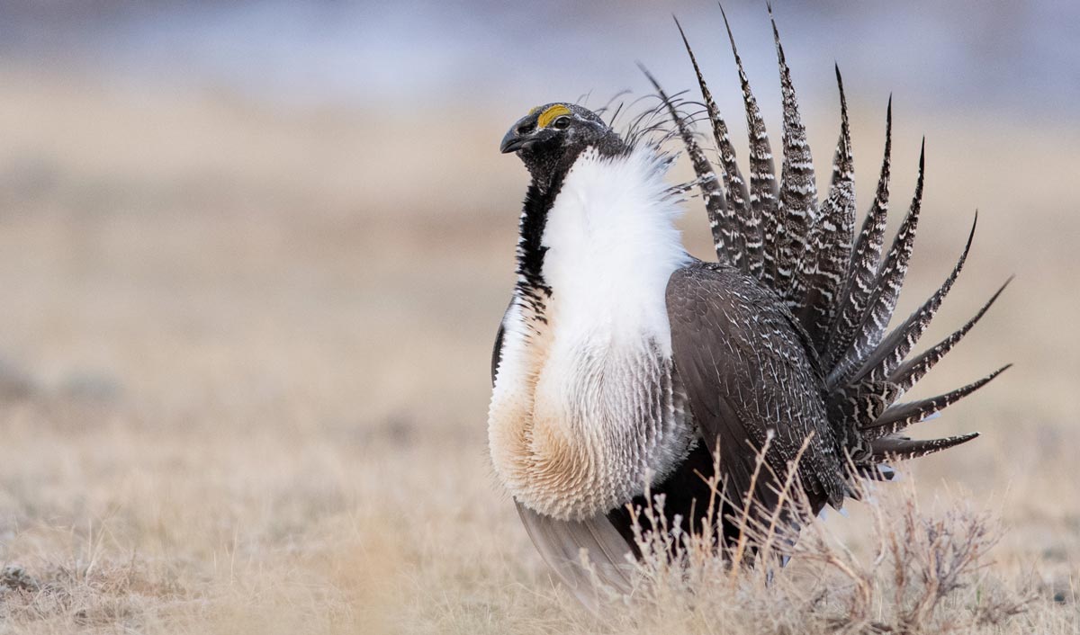 Aridland Birds State of the Birds 2022
