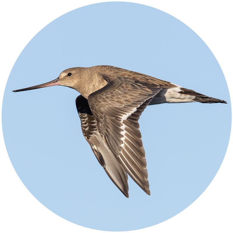 portrait of a flying shorebird with a very long bill, formatted in a circle