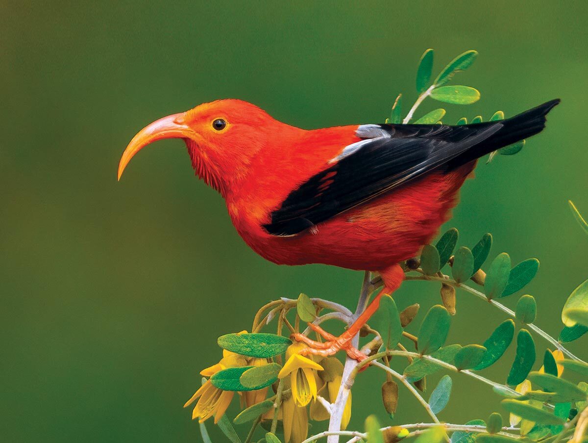 a red bird with black wings and a long curving bill