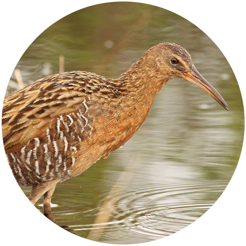 portrait of a mottled brown rail with a long bill, formatted in a circle