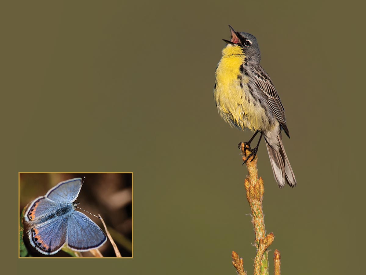 a gray and yellow songbird singing from the top of a pine branch, with an inset photo of a small blue butterfly