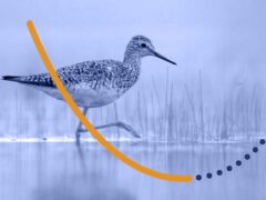 desaturated image of a shorebird wading through grassy water, with a u-shaped curve superimposed on the image