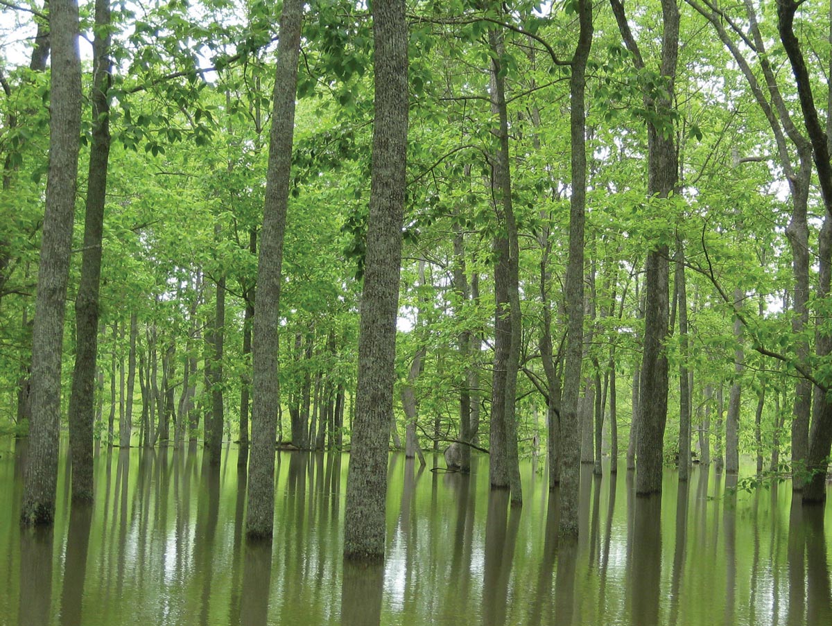 flooded forest of green deciduous trees