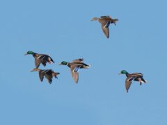 a group of ducks flies through a blue sky