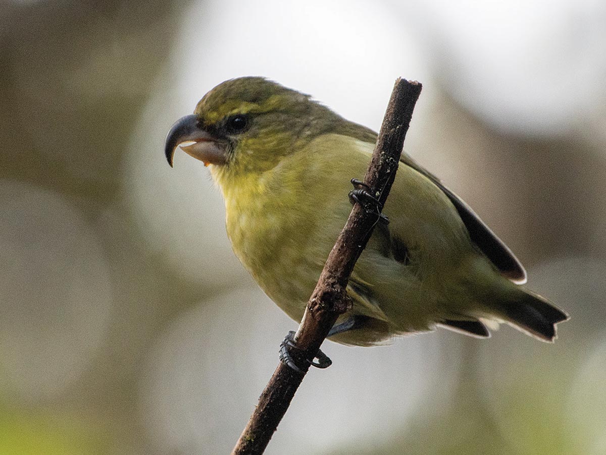 A small yellow-green bird with a thick, very curved bill.