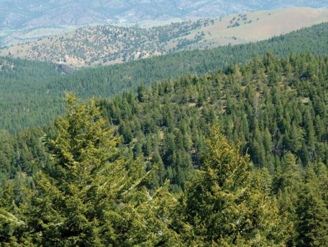 mountain landscape with evergreen trees and ridges fading into the horizon