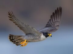 a peregrine falcon flies against a blue and brown background