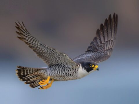 a peregrine falcon flies against a blue and brown background
