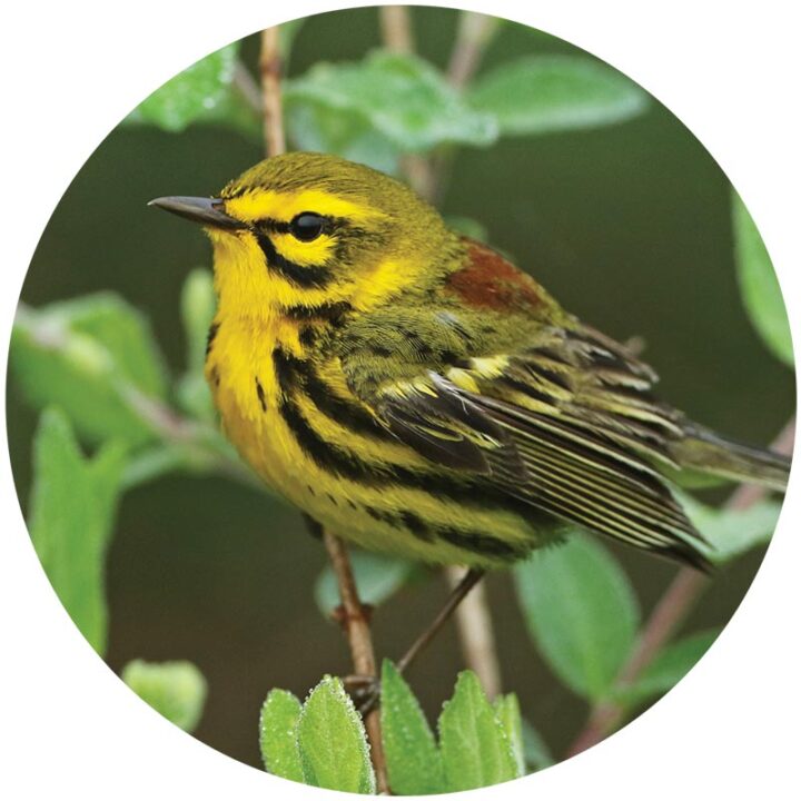 portrait of a small yellow songbird with heavy black streaks, formatted in a circle