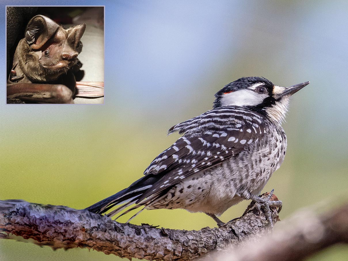 a small black-and-white woodpecker clings to the end of a pine branch, with an inset photo of a bat with large ears