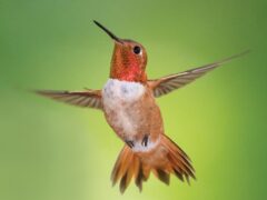 an orange hummingbird hovers against a green background