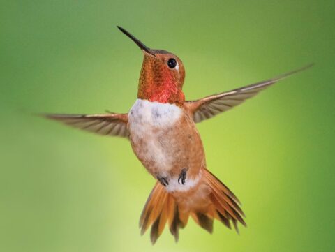 an orange hummingbird hovers against a green background