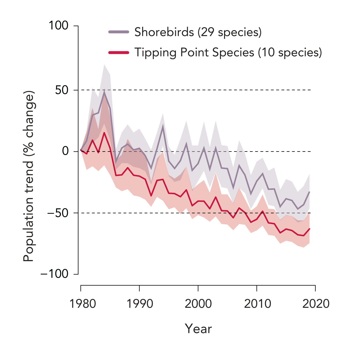a graph showing declines in 29 species of shorebirds, purple line, and 10 tipping point species, since 1980