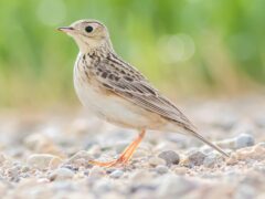 a buffy brown bird stands on a pebbly road with a green background