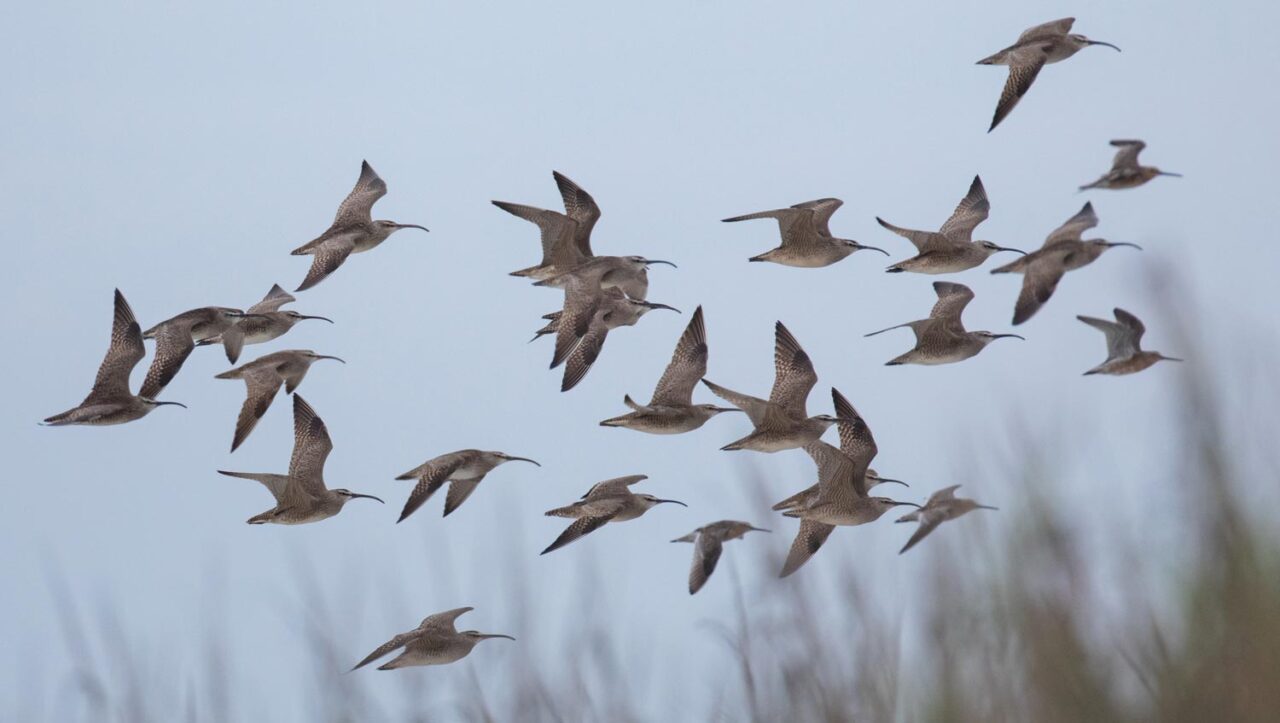 a flock of shorebirds flies through an overcast sky with blurred grasses in the background