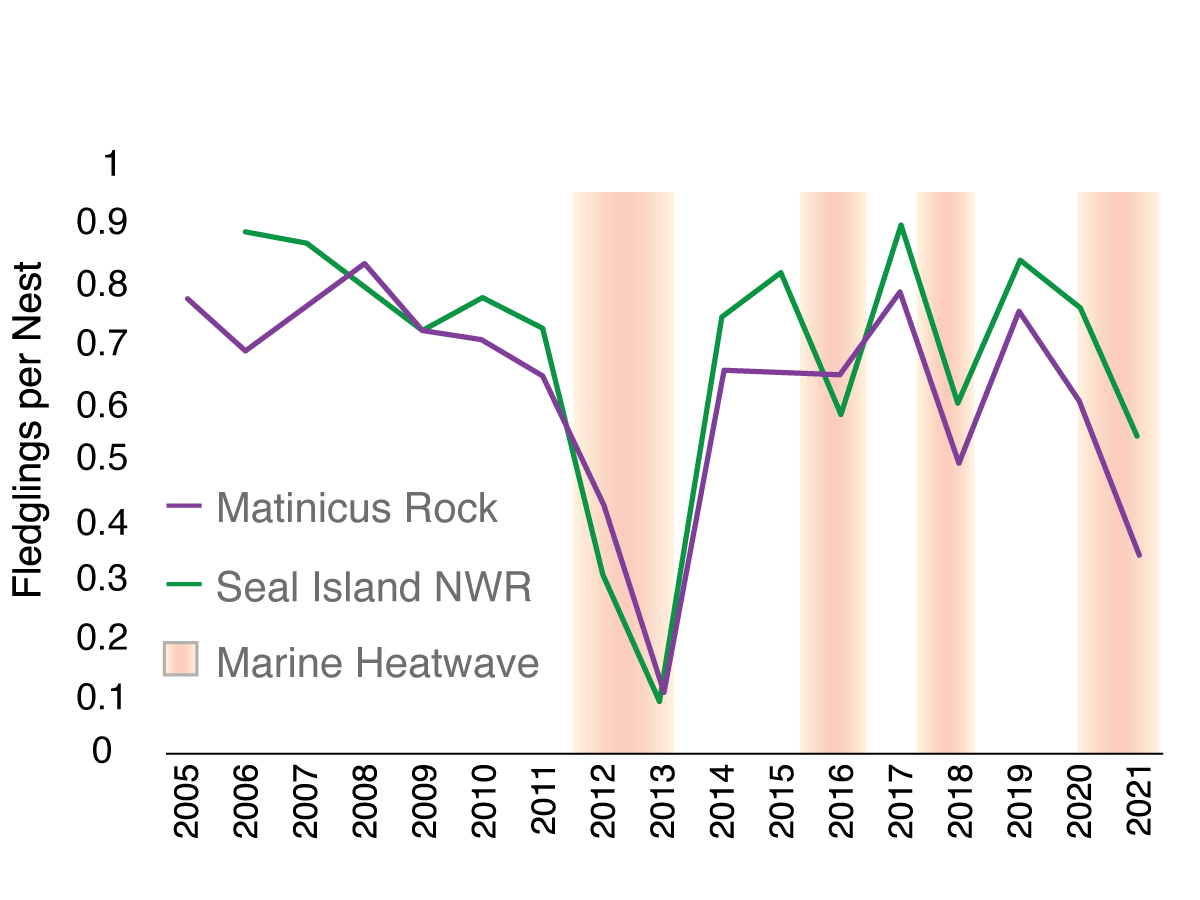 graph showing connection between high water temperatures and Atlantic Puffin nesting declines in Maine 
