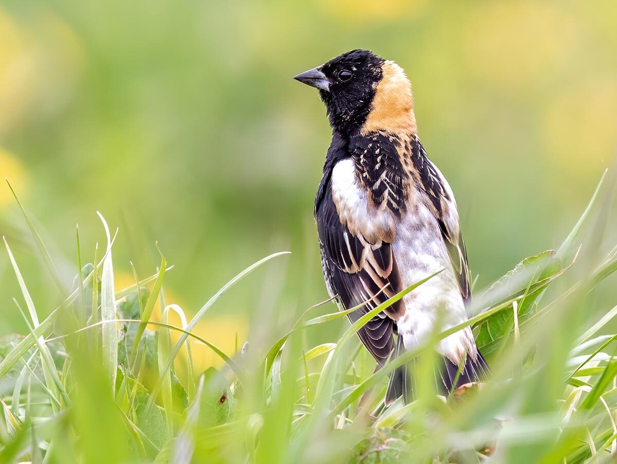 Bobolink (bird) perches in grass with yellow flowers