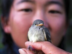 a small flycatcher sits in a biologist
