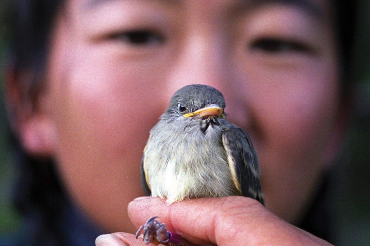 a small flycatcher sits in a biologist's hand as she looks on