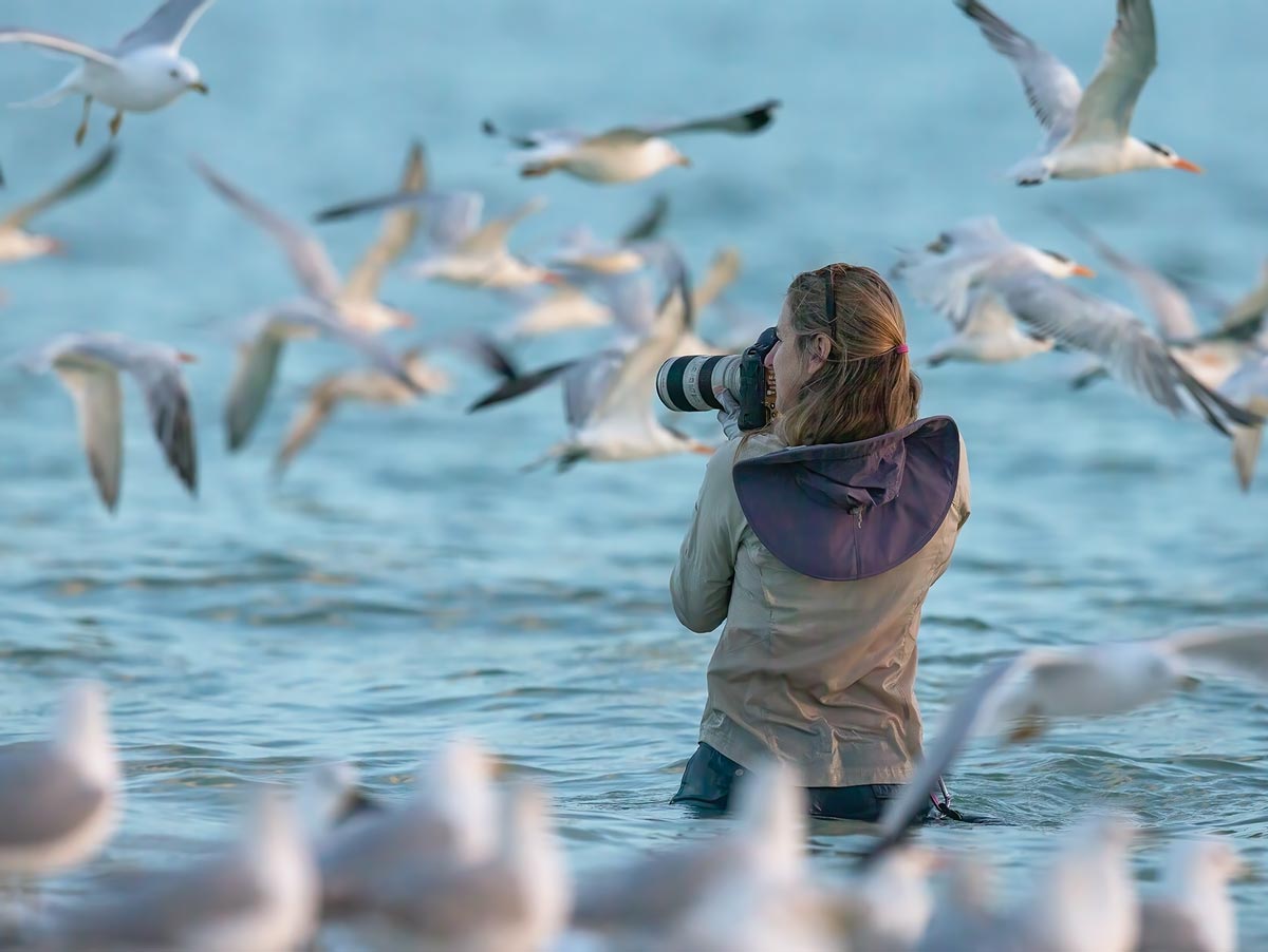 a photographer wades in the ocean to take photos of gulls and terns