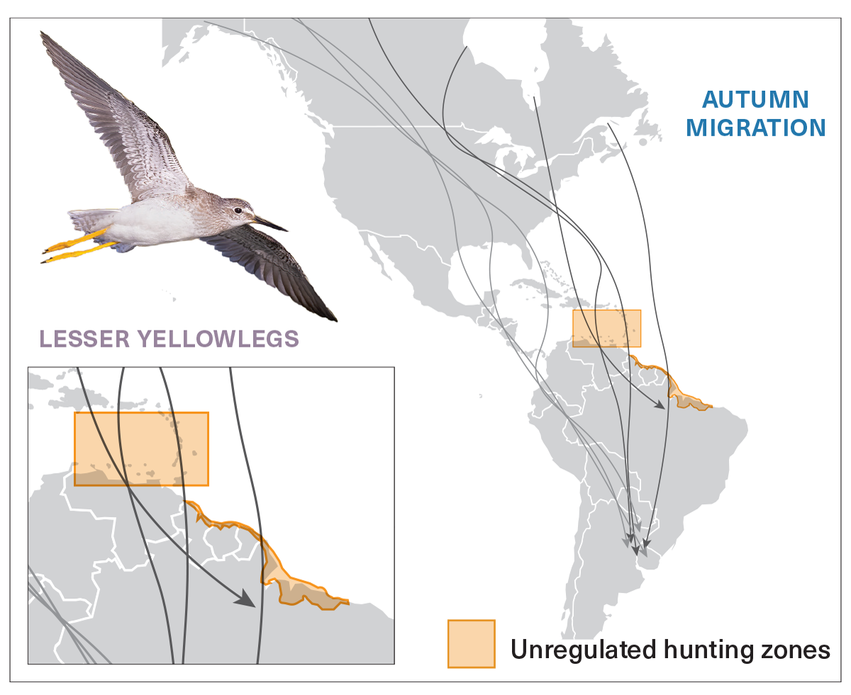 map showing migration of shorebirds through areas of Caribbean and northern South America with high hunting pressure