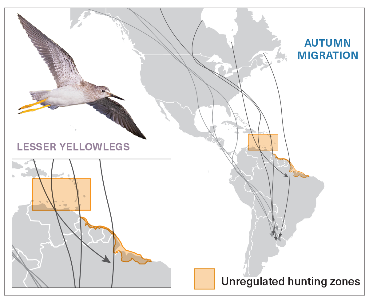 map showing migration of shorebirds through areas of Caribbean and northern South America with high hunting pressure