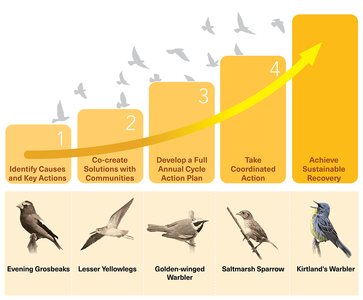 conceptual graph with 5 yellow bars of increasing height indicating recovery of bird populations, with 5 birds as examples beneath. Text on image: 1 Identify Causes and Key Actions. 2 Co-create Solutions with Communities. 3 Develop a Full Annual Cycle Action Plan. 4 Take Coordinated Action. Achieve Sustainable Recovery. Birds: Evening Grosbeak, Lesser Yellowlegs, Golden-winged Warbler, Saltmarsh Sparrow, Kirtland's Warbler.