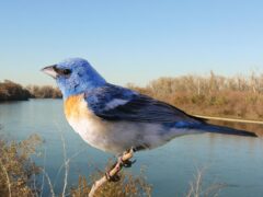 blue-and-orange Lazuli Bunting (bird) superimposed on a river landscape
