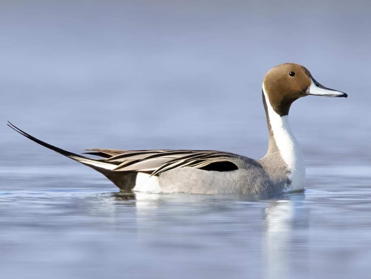 Northern Pintail (duck) floats on calm water