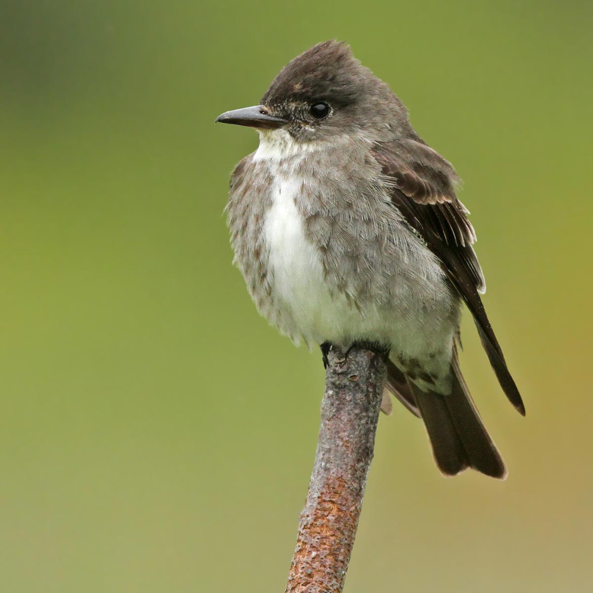 olive-sided flycatcher (bird). a grayish brown flycatcher perches on the end of a twig