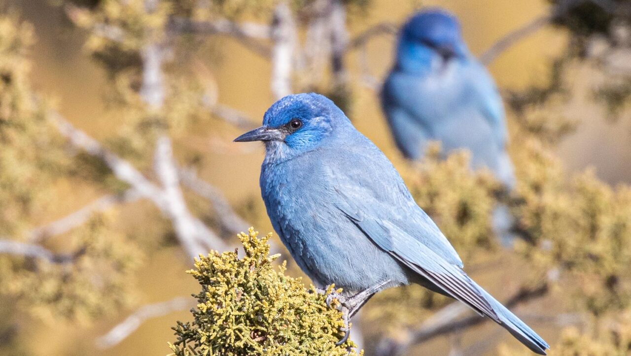 two Pinyon Jays perch in a juniper tree