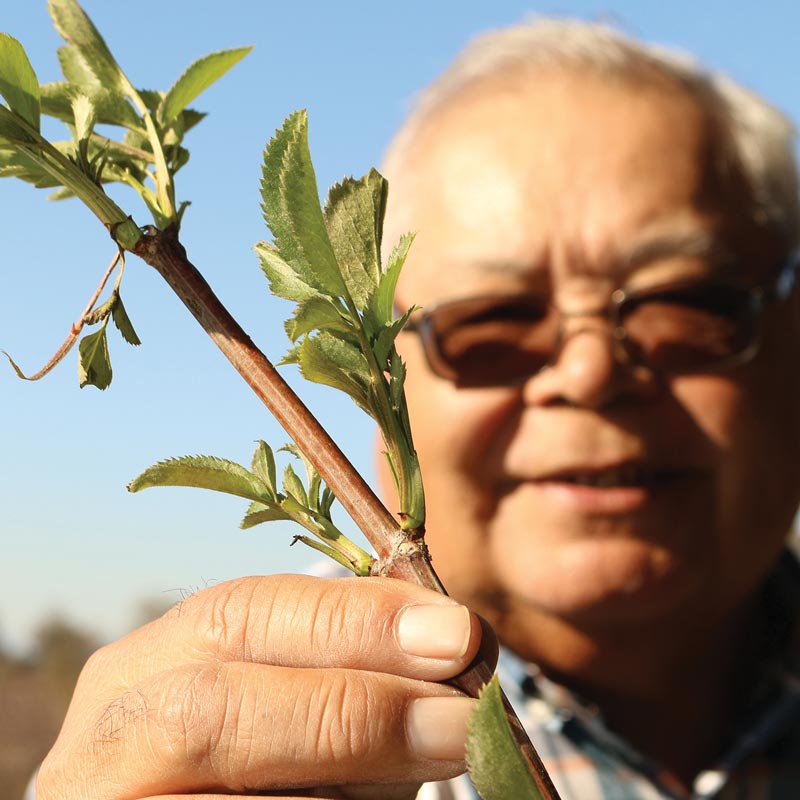a man holds a leafy elderberry branch