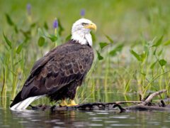 A large, chocolate-brown bird with a white head and a large, yellow hooked bill, stands on sticks in water surrounded by tall grasses.