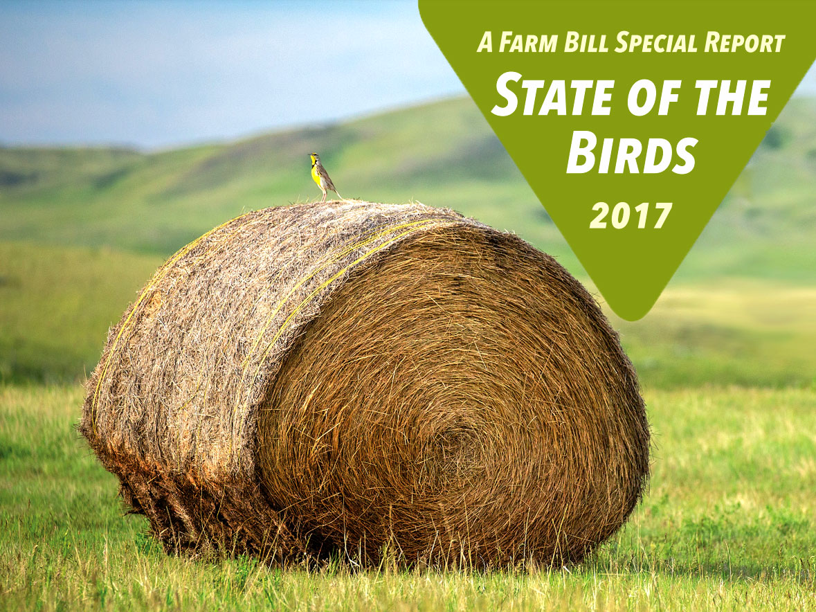 Cover: A Farm Bill Special Report-State of the Birds 2017, with image of a bird on a big bale of hay.