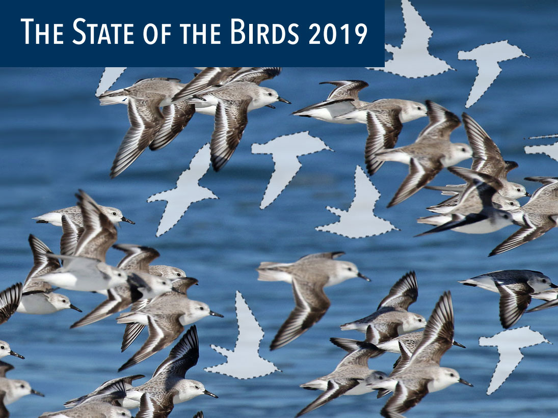 Cover, The State of the Birds 2019, with images of birds, and cutouts of birds flying over the water.