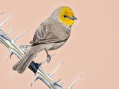 A small gray bird with a yellow head and face perches on a thorny branch.