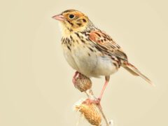 A stripey, roundish bird with long peach legs and a conical peach-pink bill, perches on a grass seedhead.