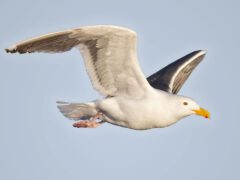 White bird with pinkish feet and a large, yellow bill with a red dot on the bottom, flying.