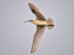 Cutout of a brown and beige patterned bird in flight.