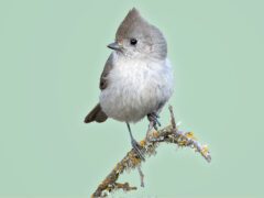 A small, gray bird with a head tuft, black eye and small dark bill, perches on a mossy stick.
