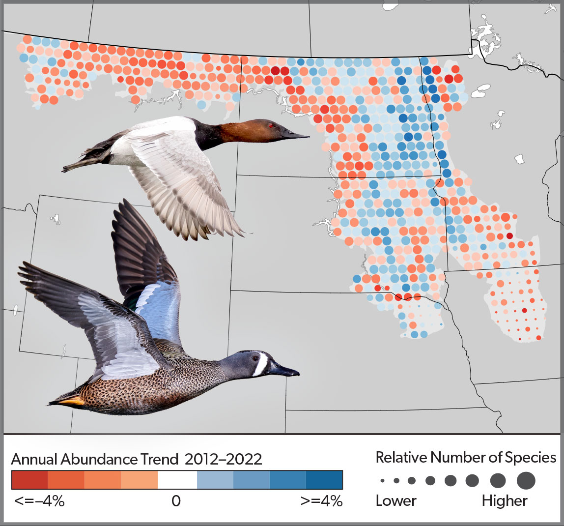 Map showing population trends in the U.S. Prairie Pothole Region for Dabbling Ducks. There is a mix of increasing and decreasing trends, with more decreases in the western area. Decreases are shown in red and increases are shown in blue.
