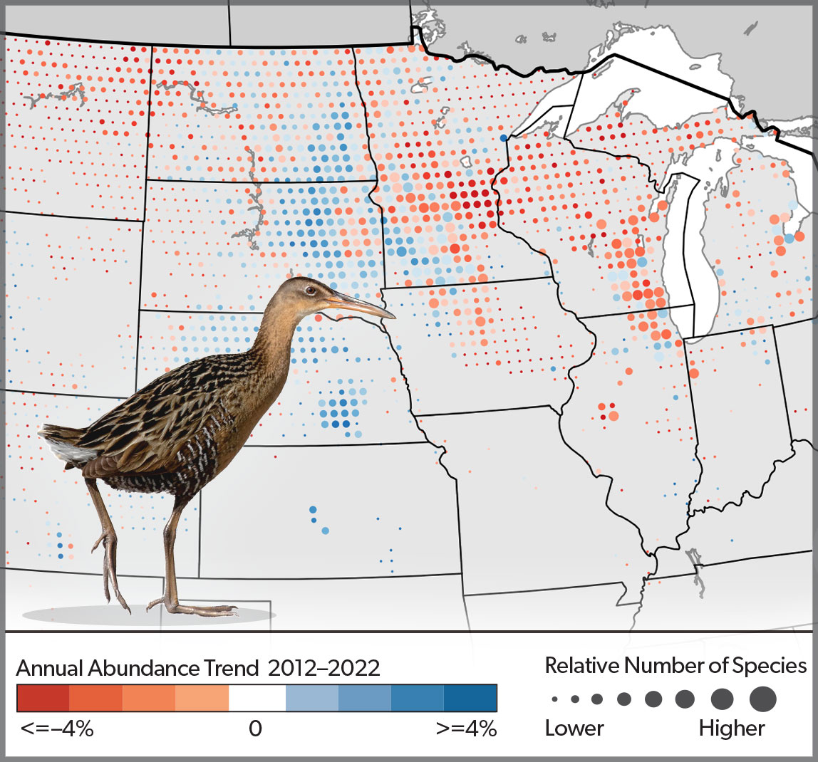 Map showing population trends of secretive marsh birds in the upper Midwest of the U.S., data indicates there are increases and decreases, with decreases notable in areas with wetland losses. Decreases are shown in red and increases are shown in blue.