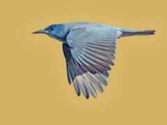 Cutout of a blue bird flying with a yellow-brown background.