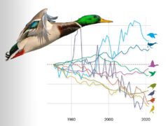 Cutout of a flying taupe and brown duck with a green head and yellow bill, overlaying a graph showing changes in numbers of bird groups from 1980 to 2020.