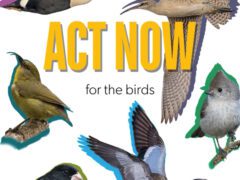 text reads: Act Now for the birds
